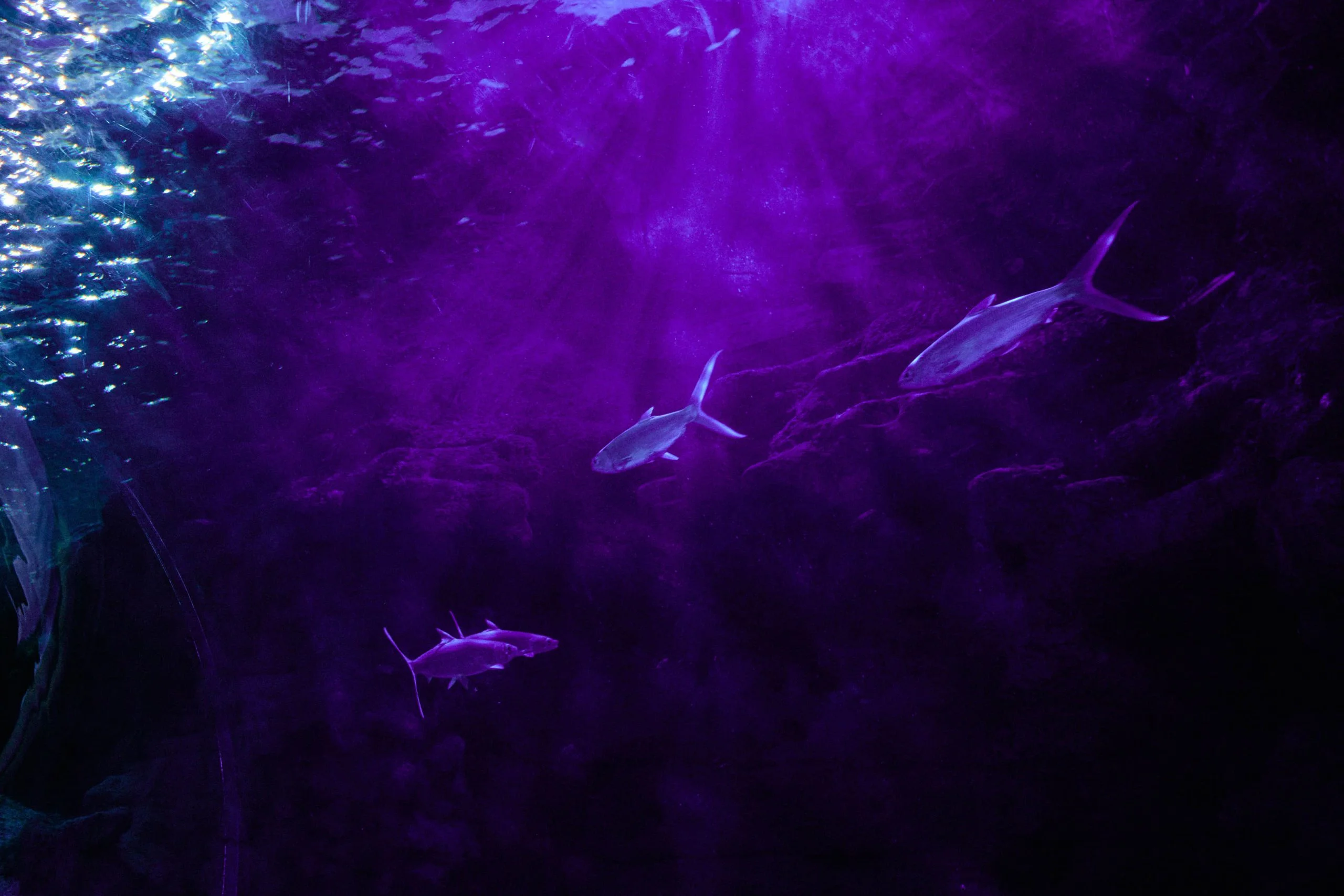 IN THE WATER - Personal Photography by Kresnikwang