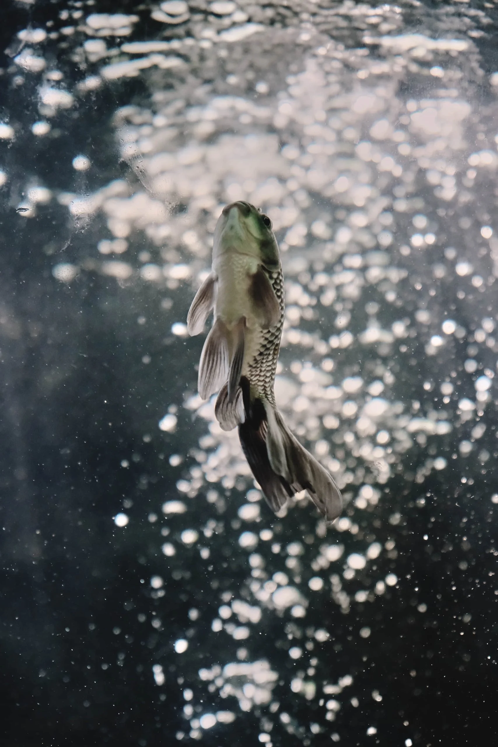 Zoo Zone - Personal Photography by Kresnikwang