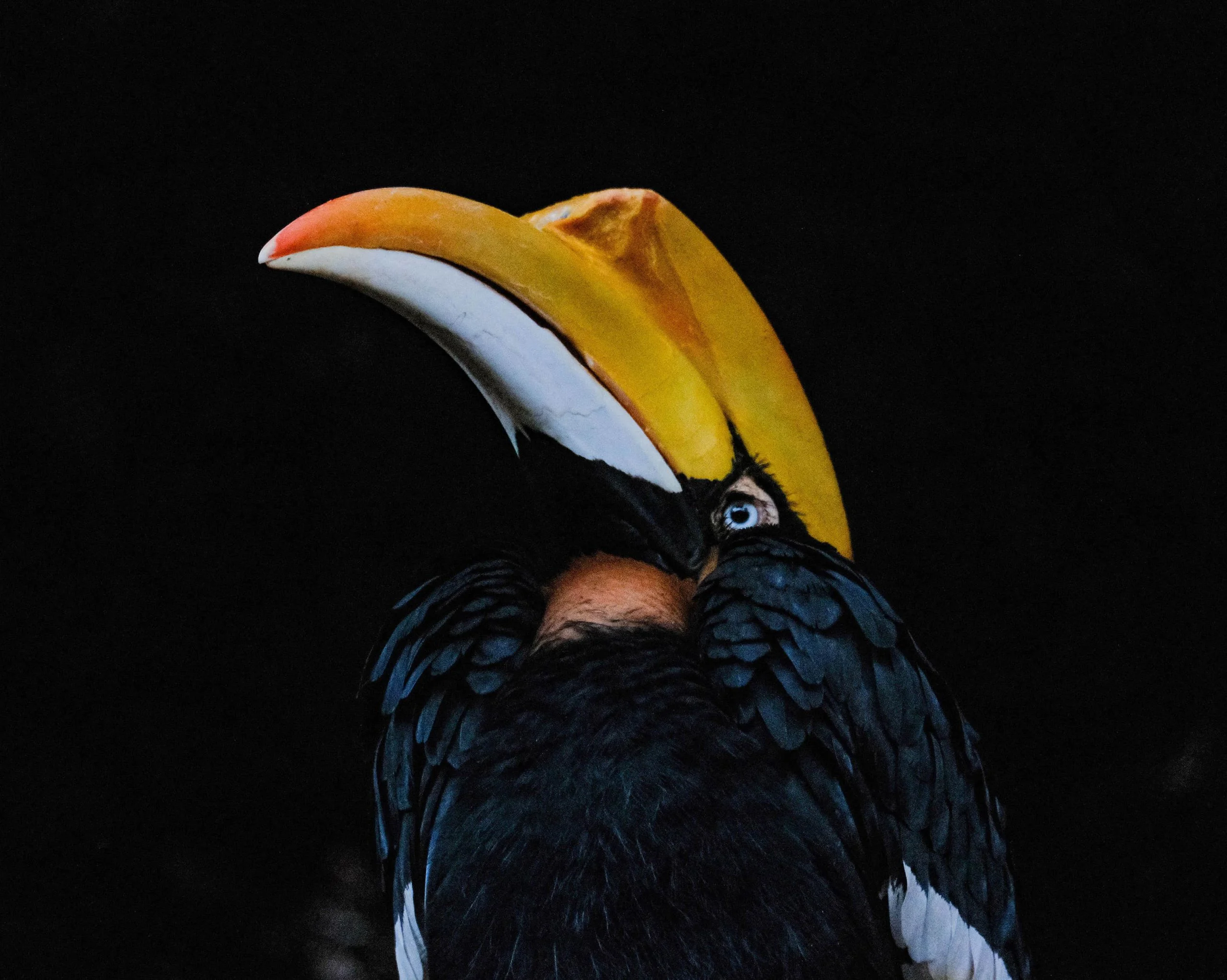 Zoo Zone - Personal Photography by Kresnikwang