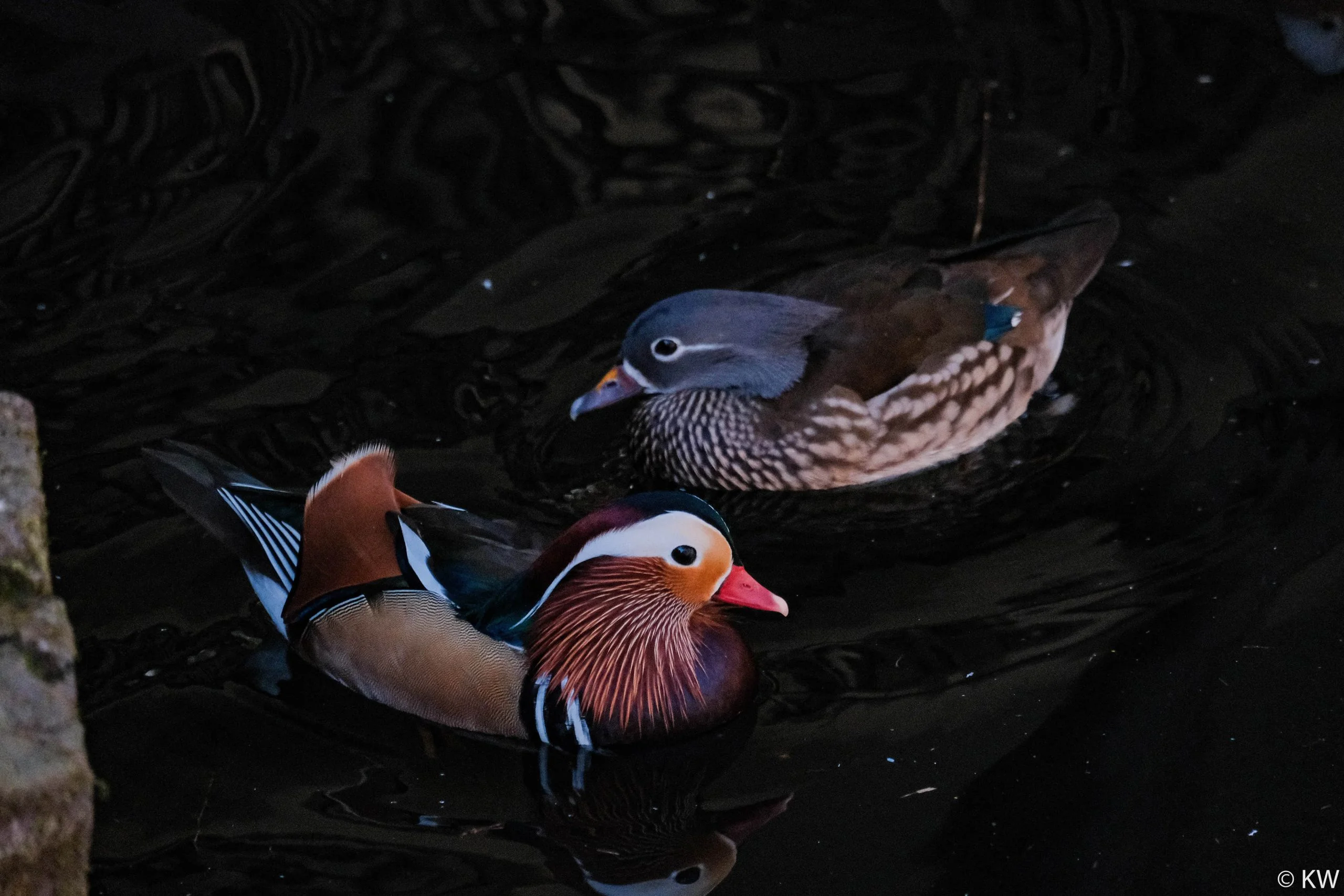 Zoo Zone - Personal Photography by Kresnikwang