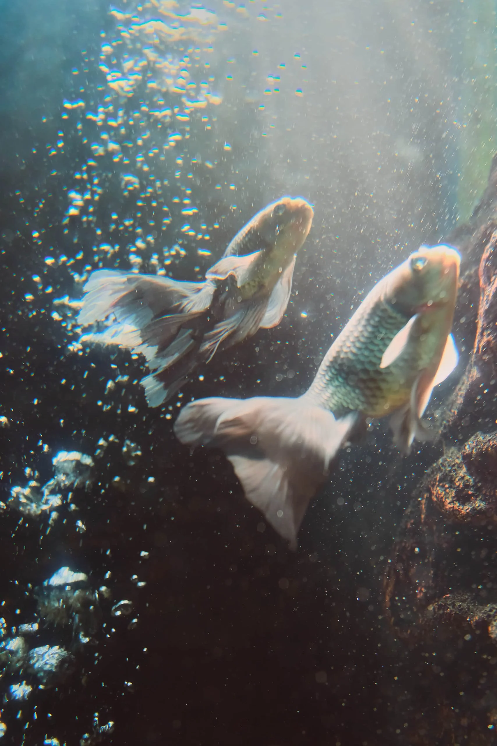 Zoo Zone - Personal Photography by Kresnikwang