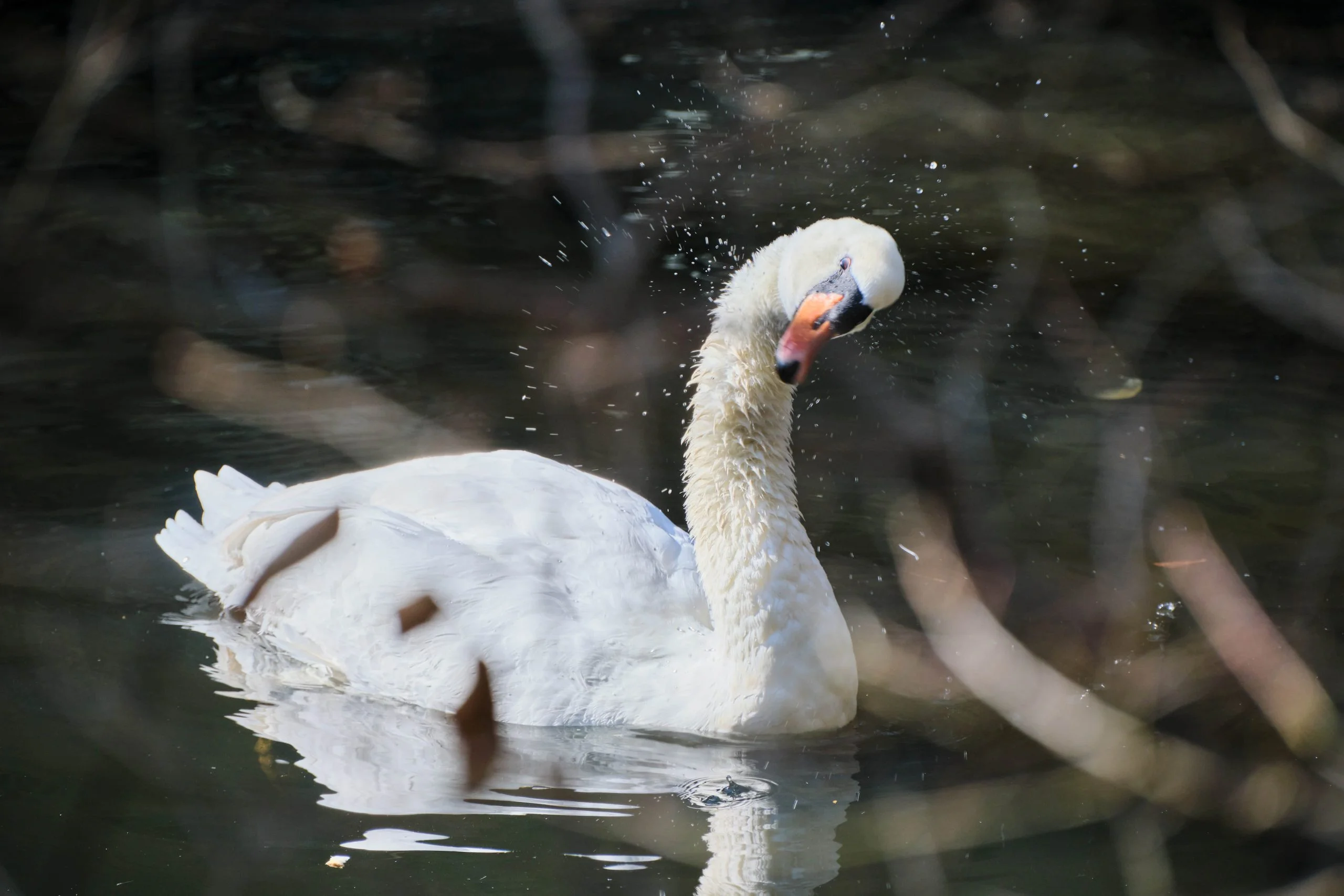 Zoo Zone - Personal Photography by Kresnikwang
