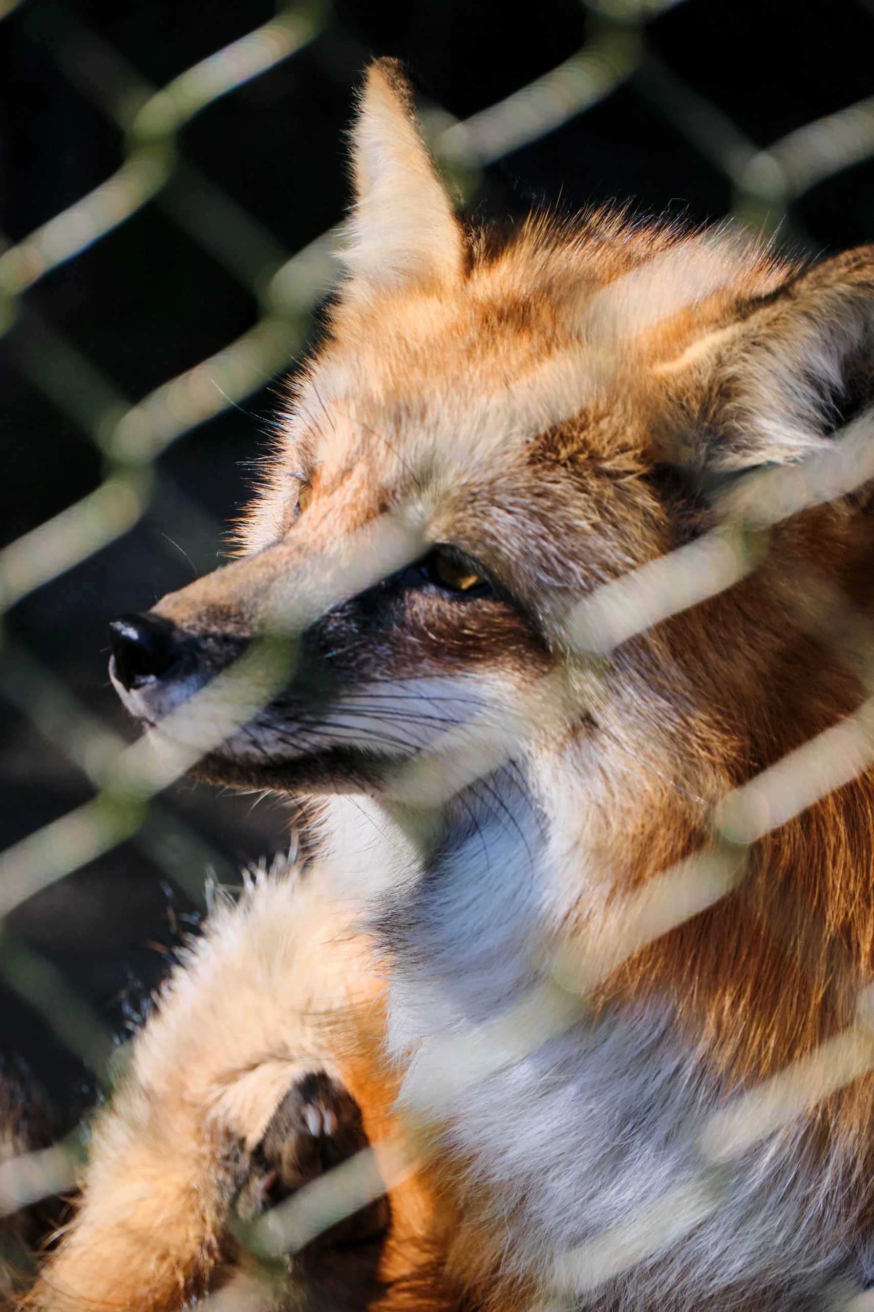 Zoo Zone - Personal Photography by Kresnikwang