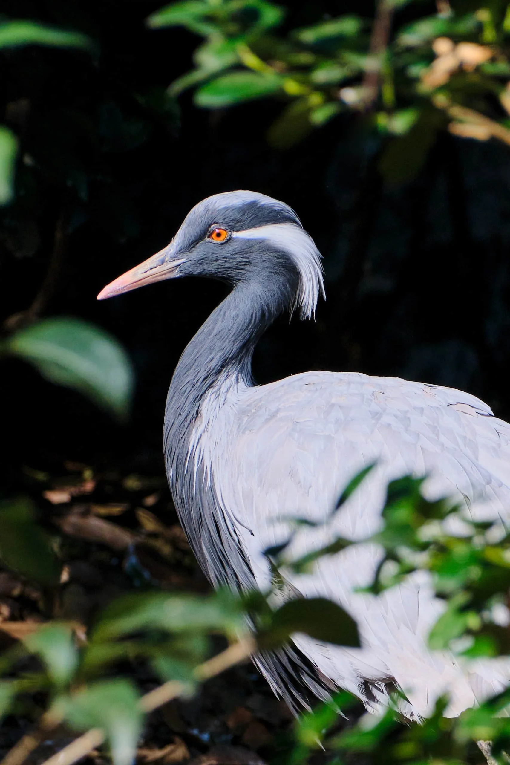 Zoo Zone - Personal Photography by Kresnikwang