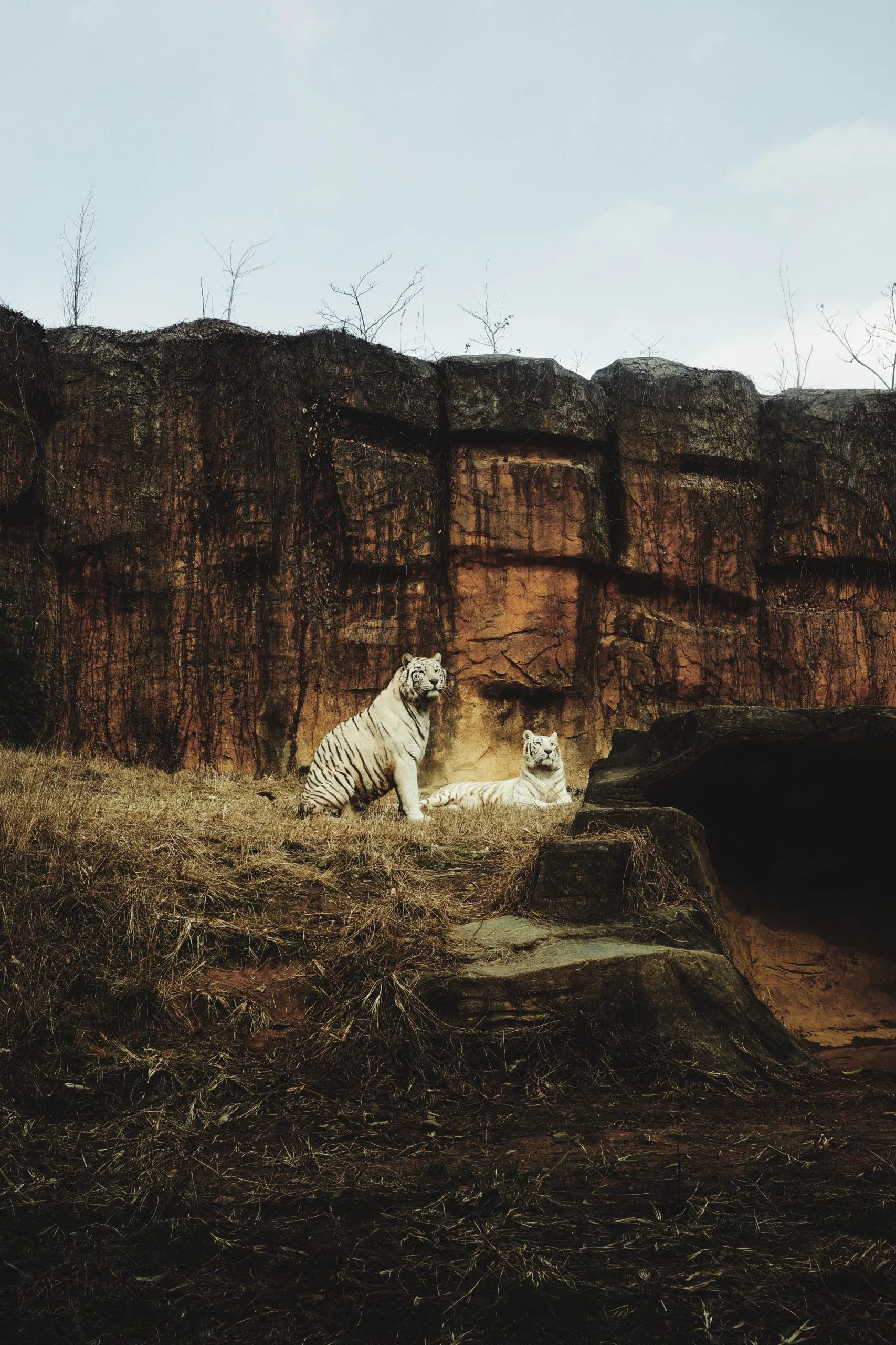 Zoo Zone - Personal Photography by Kresnikwang