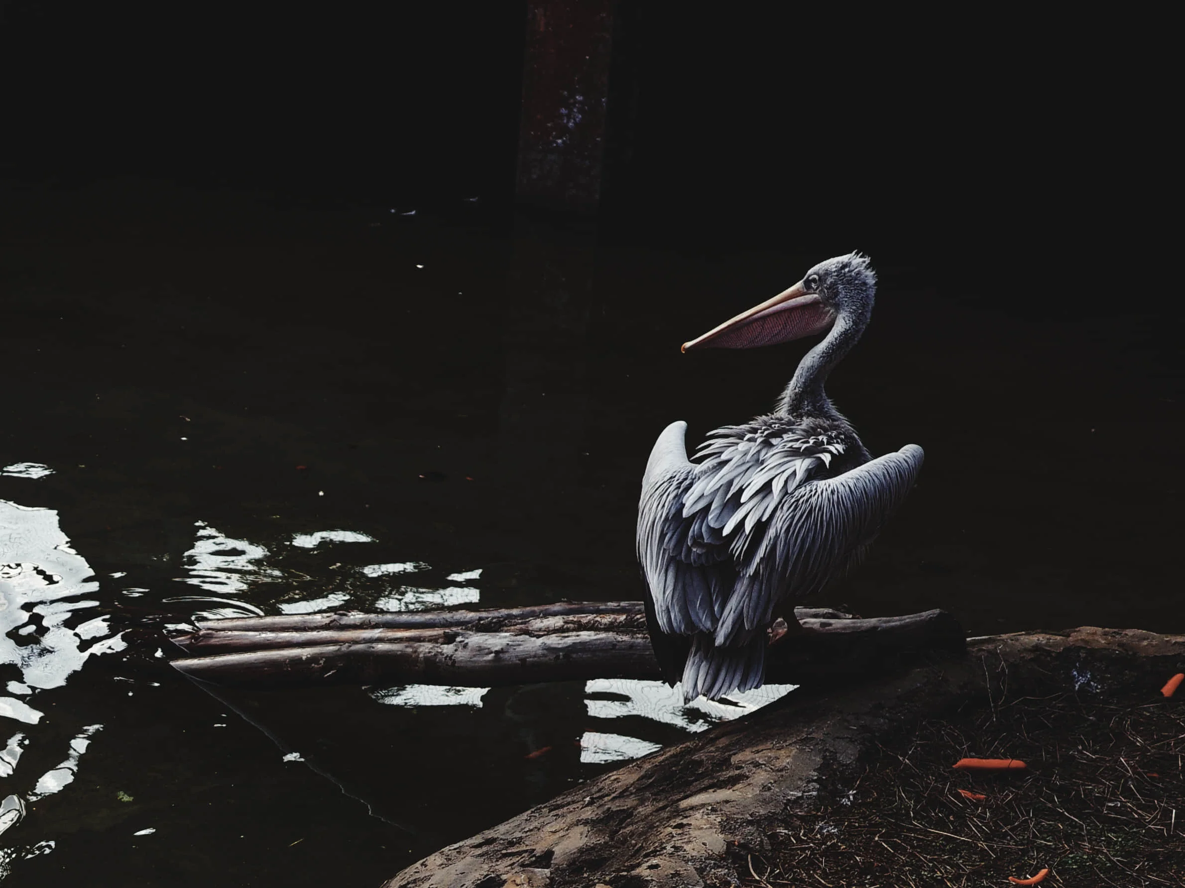 Zoo Zone - Personal Photography by Kresnikwang