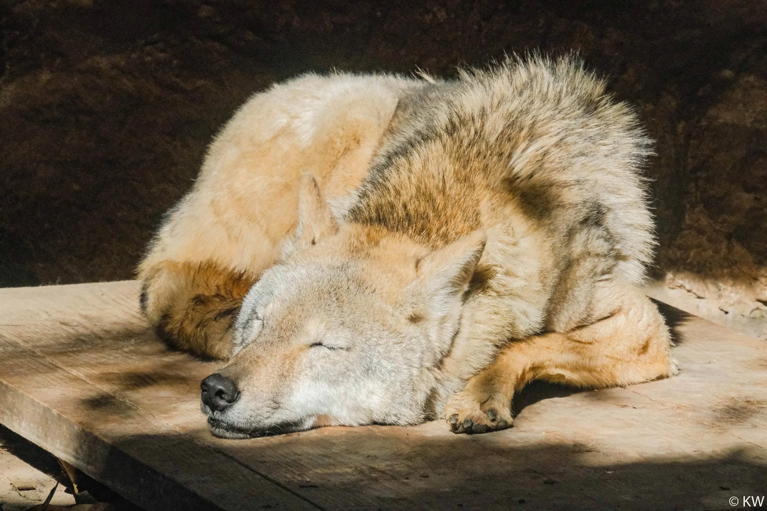 Zoo Zone - Personal Photography by Kresnikwang