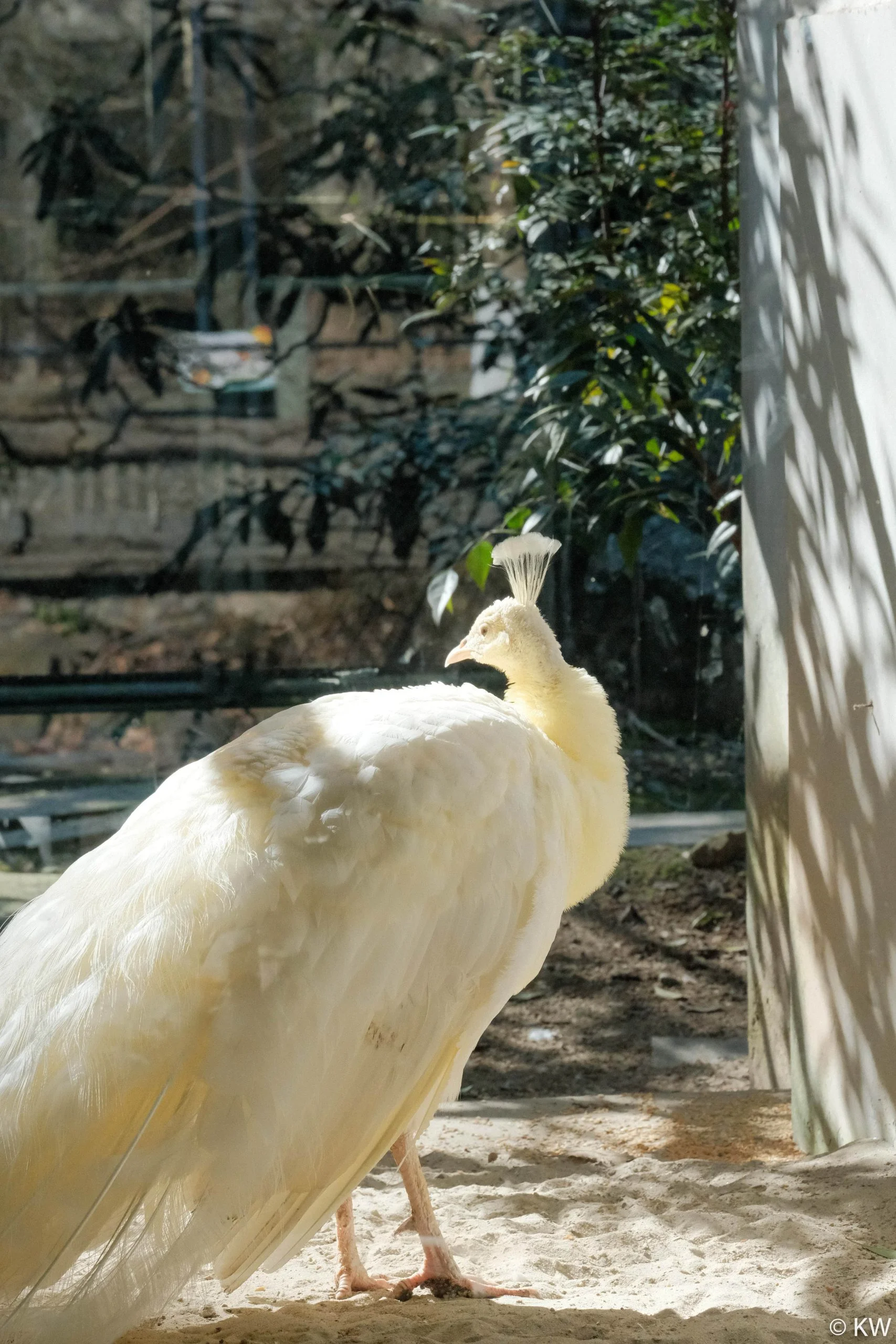 Zoo Zone - Personal Photography by Kresnikwang